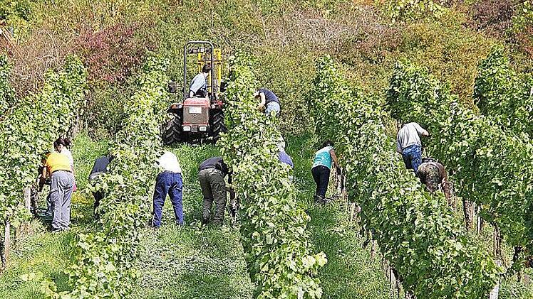 Weinernte auf einem Weinberg bei Ziegelanger. Fotos: René Ruprecht