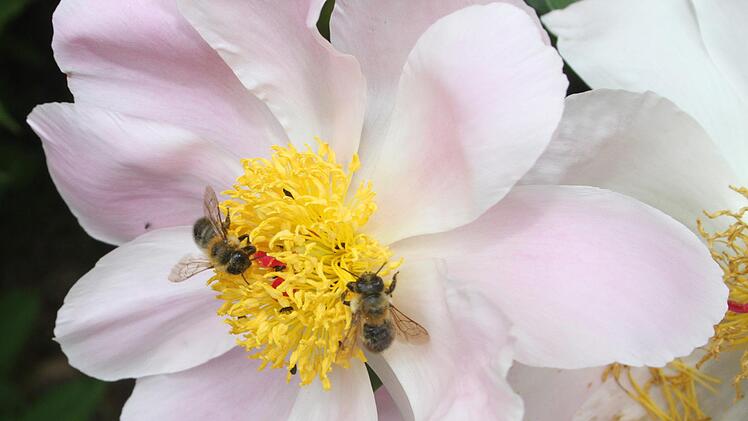 Bienen lieben Anita Heerdegens Bl&uuml;tenpracht.