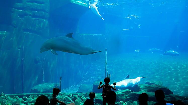 Der Tiergarten Nürnberg ist einer von zwei deutschen Zoos, der Delfine hält.