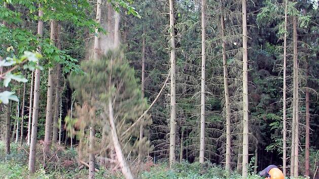 Wieder eine Borkenkäfer-Fichte, die gefällt werden musste. Foto: H. Beudert
