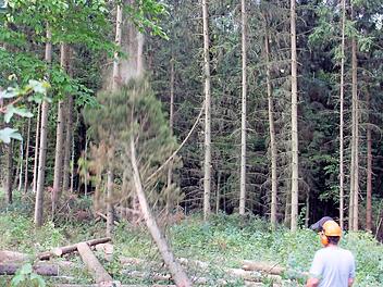 Wieder eine Borkenkäfer-Fichte, die gefällt werden musste. Foto: H. Beudert