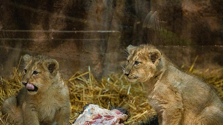 Trauriger Vorfall im Tiergarten Nürnberg: Löwin Aarany frisst erneut ihren Nachwuchs