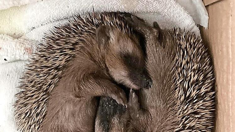 Ying und Yang - beruhigt auch kleine Igelgeschwister.