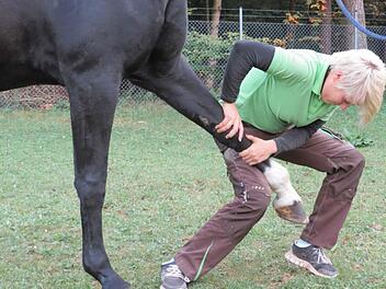 Diana Böhm während der Behandlung von Inster Lady, der 18-jährigen Trakehnerstute von Stefanie Abelshauser Foto: Doris Bauer