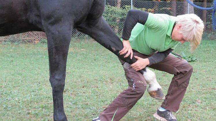Diana Böhm während der Behandlung von Inster Lady, der 18-jährigen Trakehnerstute von Stefanie Abelshauser Foto: Doris Bauer