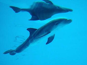 Ein Delfinkind mit Spiegelbild nach oben. Im Tiergarten Nürnberg sind in den vergangenen Jahren immer wieder Delfinbabys geboren. Allerdings gab es immer wieder Komplikationen. Foto: Archiv/Tiergarten Nürnberg