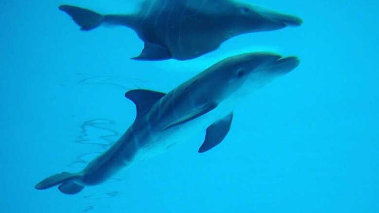 Ein Delfinkind mit Spiegelbild nach oben. Im Tiergarten Nürnberg sind in den vergangenen Jahren immer wieder Delfinbabys geboren. Allerdings gab es immer wieder Komplikationen. Foto: Archiv/Tiergarten Nürnberg