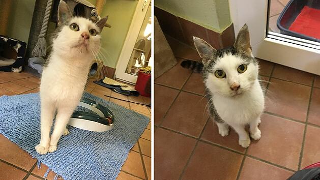 Kater Uwe aus Tierheim Bamberg braucht Zuhause