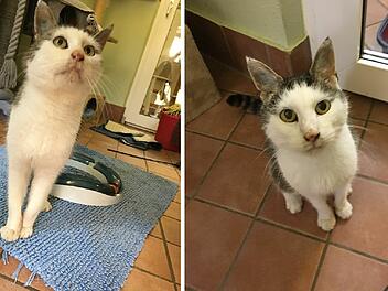 Kater Uwe aus Tierheim Bamberg braucht Zuhause