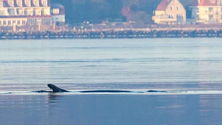 Wieder Wal in Ostsee gesichtet