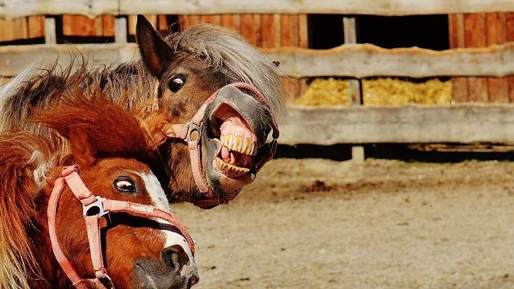 Pferde und ein Esel sind am Ostersonntag ausgebrochen und haben sowohl die Polizei als auch die Bewohner eines Dorfes bei Aachen wach gehalten. Die Beamten mussten die Tiere mit dem Linienbus verfolge n. Symbolfoto: Alexas_Fotos / pixabay.com