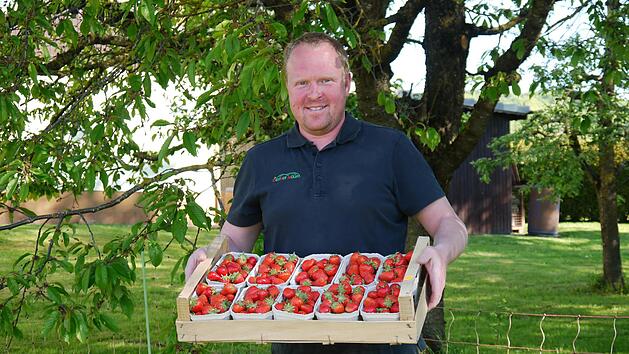 Obsthof-Inhaber Jochen M&uuml;ller aus Modlos freut sich &uuml;ber den Start der Erdbeer-Ernte. In Sch&auml;lchen und Kisten werden die roten Fr&uuml;chte verpackt. Foto: Rebecca Vogt