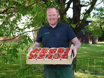 Obsthof-Inhaber Jochen Müller aus Modlos freut sich über den Start der Erdbeer-Ernte. In Schälchen und Kisten werden die roten Früchte verpackt. Foto: Rebecca Vogt