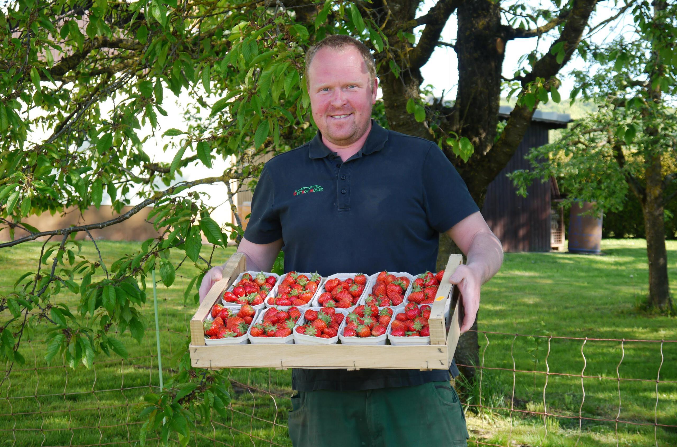 die ersten erdbeeren sind da was in diesem jahr bei anbau und ernte anders ist als sonst