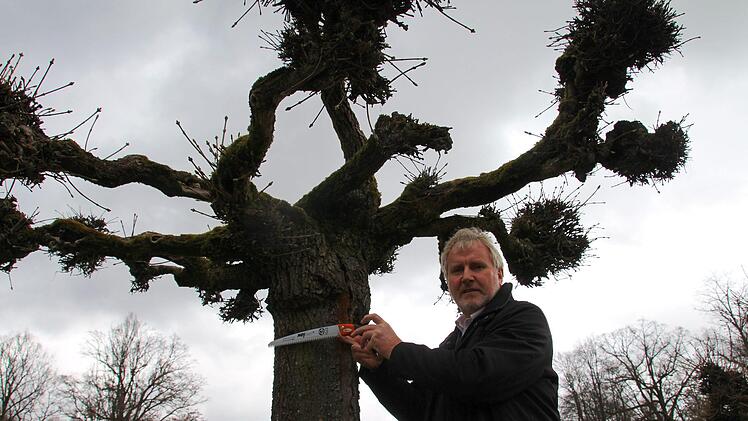 Die Säge, die Bernhard Ledermann in der Hand hält, verschwindet bis zum Griff in dem Riss, der sich fast den gesamten Stamm hinunterzieht.Foto: Ulrike Nauer