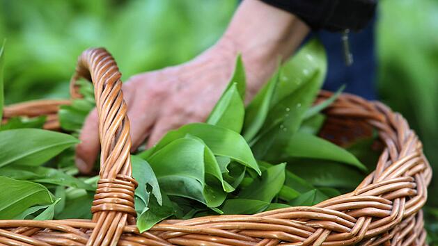 Eine Frau sammelt in Zellingen (Unterfranken) B&auml;rlauch in einem B&auml;rlauchhain. Foto: Karl-Josef Hildenbrand/dpa