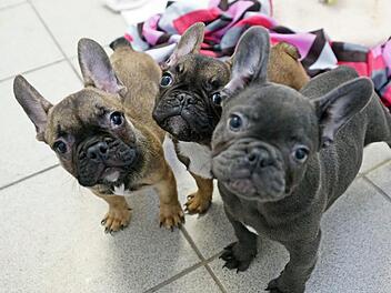 Diese Welpen stammen aus einem illegalen Hundetransport, der Anfang 2019 auf der A6 gestoppt wurde. Das Tierheim Feucht nahm einige der Hunde-Babys auf. Foto: Stephan Moderow/Tierheim Feucht