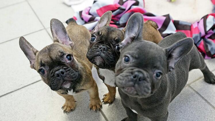 Diese Welpen stammen aus einem illegalen Hundetransport, der Anfang 2019 auf der A6 gestoppt wurde. Das Tierheim Feucht nahm einige der Hunde-Babys auf. Foto: Stephan Moderow/Tierheim Feucht