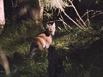 Stammt aus dem N&uuml;rnberger Tiergarten: Luchs Kilian ausgewildert
