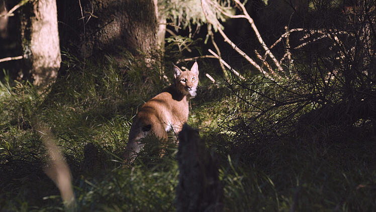 Stammt aus dem N&uuml;rnberger Tiergarten: Luchs Kilian ausgewildert