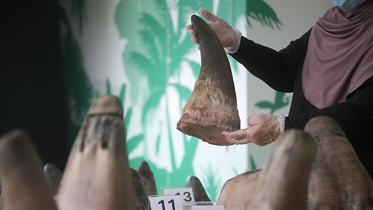 Singapur stoppt bisher größten Schmuggel mit Nashorn-Horn