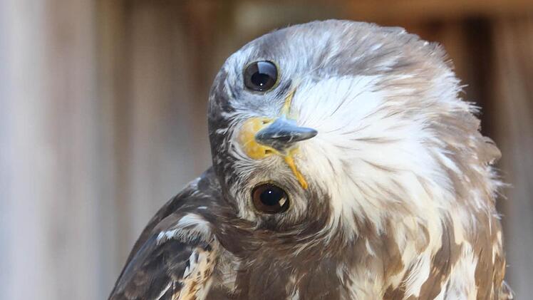 Da guckste: Mäusebussard Friedolin wechselt gern mal die Perspektive.