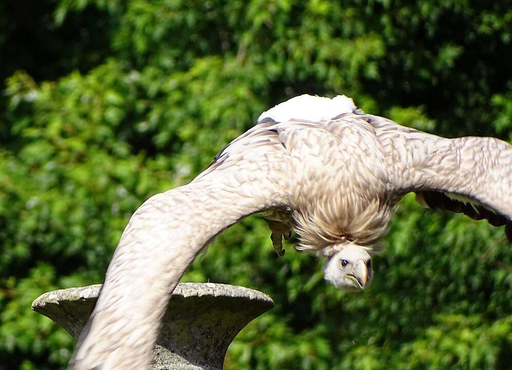 Ein Besuch im Wildtierpark Schloss Tambach. Danke an inFrankenPix-Nutzer herzolife!