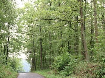 Der Sulzthaler Gemeinderat beriet über den Wald. Foto: Hilmar Ruppert
