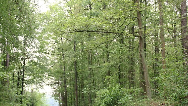 Der Sulzthaler Gemeinderat beriet über den Wald. Foto: Hilmar Ruppert