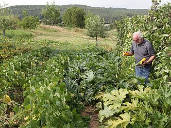 Nicht nur bei Kartoffeln, sondern auch bei Gemüse ist Anhäufeln sehr wichtig. Hacken und Anhäufeln kann man in einem Arbeitsgang erledigen. Foto: Jupp Schröder Archiv