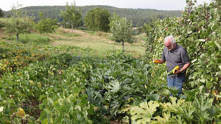 Nicht nur bei Kartoffeln, sondern auch bei Gemüse ist Anhäufeln sehr wichtig. Hacken und Anhäufeln kann man in einem Arbeitsgang erledigen. Foto: Jupp Schröder Archiv