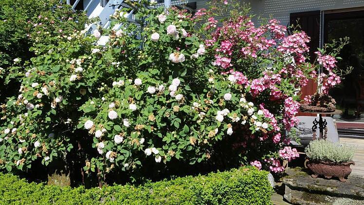 Impressionen aus Carmen Kunerts Gartenatelier in Thurnau. Foto: Barbara Herbst