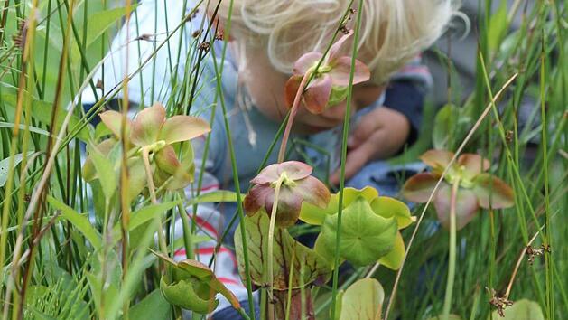 Fleischfressende Kannenpflanzen werden in der Sumpfzone des Gartenteiches von Felix genau untersucht. Foto: Jupp Schröder