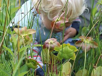 Fleischfressende Kannenpflanzen werden in der Sumpfzone des Gartenteiches von Felix genau untersucht. Foto: Jupp Schröder
