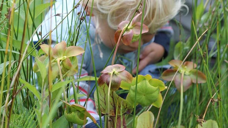 Fleischfressende Kannenpflanzen werden in der Sumpfzone des Gartenteiches von Felix genau untersucht. Foto: Jupp Schröder