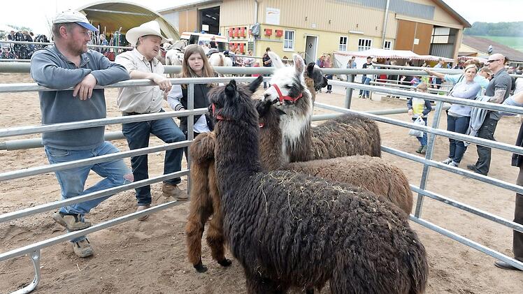 Lamas und Alpakas buhlten mit den Verkaufspferden, -Ponys und Eseln