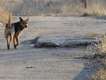 Aufregung im Kreis Bad Kissingen: Ein gefährlicher, streunender Hund soll eine Frau angegriffen und schwer verletzt haben. Die Polizei warnt zunächst - doch nur Stunden später kommen Zweifel an der Geschichte auf. Symbolbild, Jens Kalaene /dpa