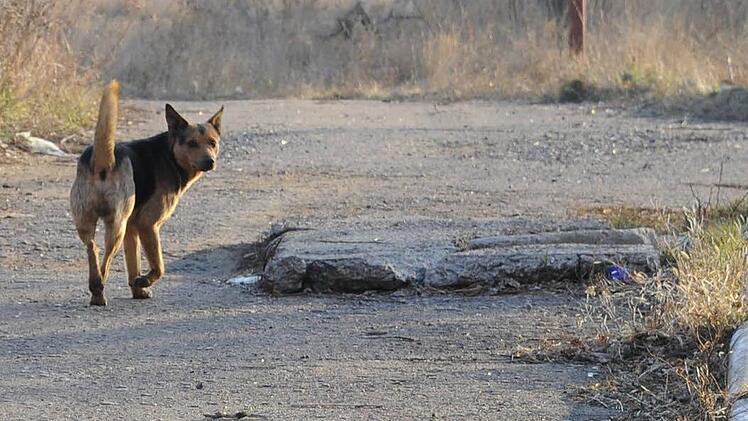 Aufregung im Kreis Bad Kissingen: Ein gefährlicher, streunender Hund soll eine Frau angegriffen und schwer verletzt haben. Die Polizei warnt zunächst - doch nur Stunden später kommen Zweifel an der Geschichte auf. Symbolbild, Jens Kalaene /dpa