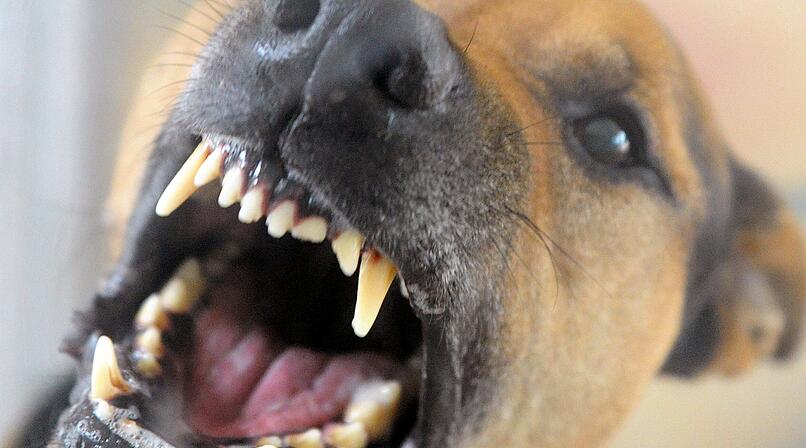 Kitzingen: Hund bei&szlig;t Mann ins Gesicht - und l&auml;uft davon