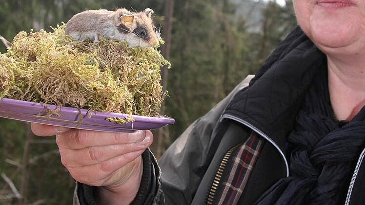 Gudrun Frohmader-Heubeck ist sich sicher, dass einige Gartenschläfer im Steinachtal schon zu Hause sind.