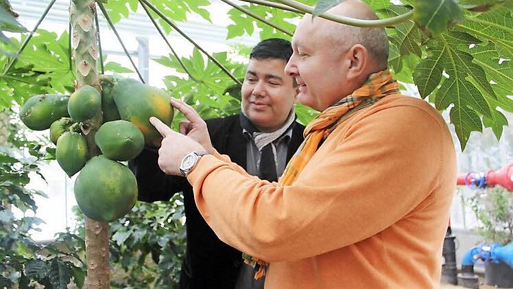 Die "Chemie" stimmte sofort zwischen dem Tettauer Bürgermeister Peter Ebertsch (rechts) und Guarani de Morais von der brasilianischen Botschaft. Gemeinsam bestaunten sie die tropischen Früchte, die im Tropenhaus in Kleintettau wachsen. Foto: Veronika Schadeck
