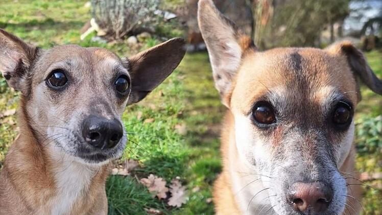 Tierheim Nürnberg mit emotionalem Aufruf: Hunde "Fee und Emily haben ihr Zuhause verloren"