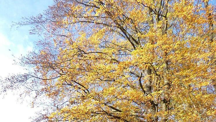 Mit Netzen sammeln die Mitarbeiter des Forstamtes die Bucheckern.