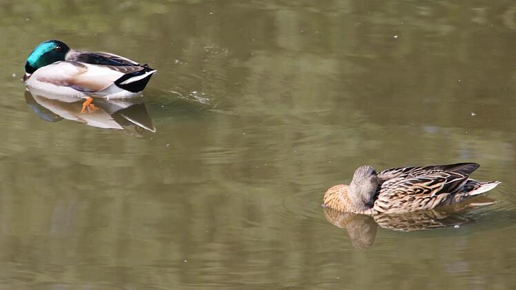 Die Enten führen offenbar den "Sommerschlaf" ein.