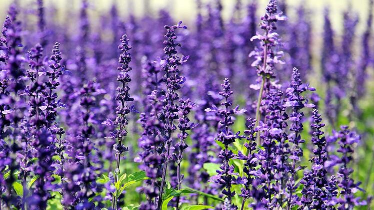 Der Lavendel ist besonders vielseitig verwendbar.