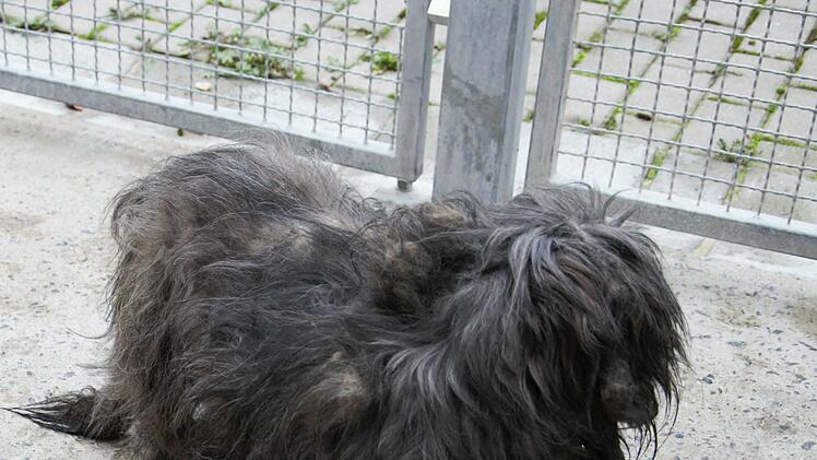Tierheim Hof: Tierschützer befreien völlig verwahrloste Hunde aus Messiewohnung