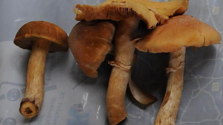 Reifpilz Einer der Lieblings-Speise-Pilze der Krautblatters: Der ockerfarbene  Hut sieht aus, als läge darauf Mehl oder feiner Reif. Wenn er Saison hat, kommt er in rauen Mengen vor (besonders in Nadelwäldern). Die Verwechslungsgefahr ist gering, wenn auf den Lebensraum geachtet wirdockerfarben, kann eigentlich nicht verwechseln, wenn auf Lebensraum achtet: Meist wachsen Pflanzen wie Heidekraut und flechten in der Nähe