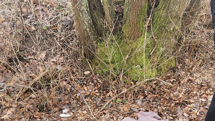 Tierheim Pfaffengrün: Spaziergängerin macht herzzerreißenden Katzenfund