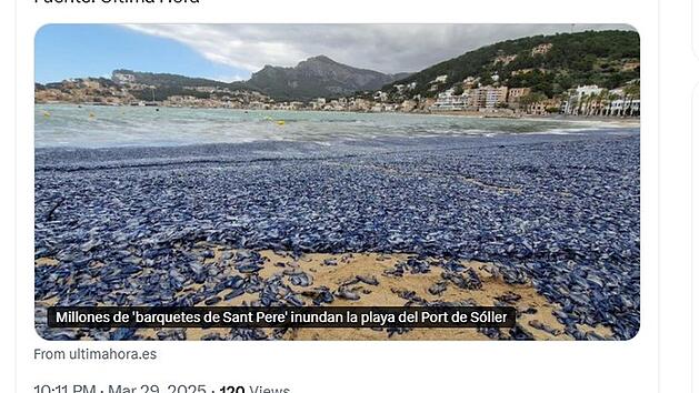 Quallen-Invasion auf Mallorca: Schon wieder blaue Segelquallen an den Str&auml;nden