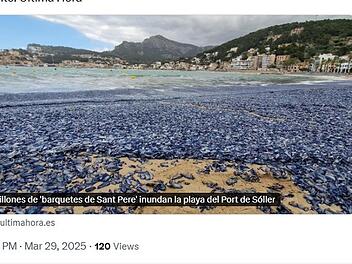 Quallen-Invasion auf Mallorca: Schon wieder blaue Segelquallen an den Stränden